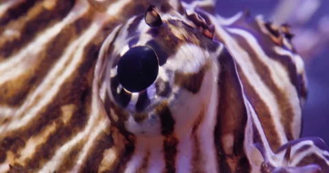 Macro Pterois moving eye in fish tank. Closeup scorpaenidae Stock Footage 166421423