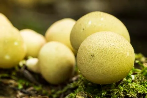 Macro Puffball Stock Photos