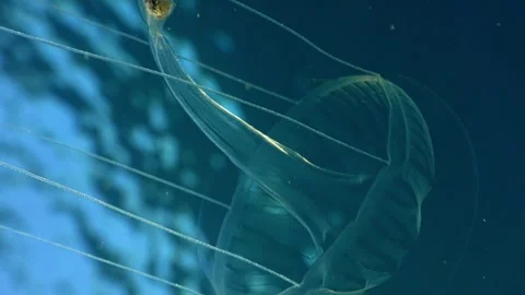 Macro Pull Back of Transparent Hydromedusa Digestive System Stock Footage 333364580