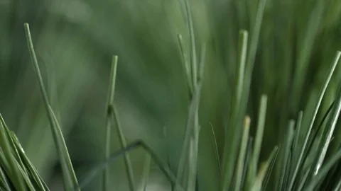 Macro pull focus shot of fresh green onion Video stock 82801318