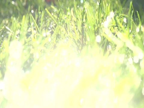Macro pull focus shot through a fresh spring meadow with dewdrops Video stock 72493693