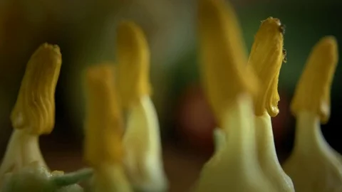 Macro of pumpkin flower pistils Stock Footage 78132413