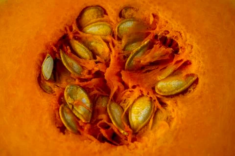 Macro pumpkin texture. Close up of organic, sliced pumpkin with seeds backgro Stock Photos