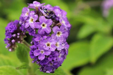 Macro of a puple heliotrope flower cluster with leaves Stock Photos