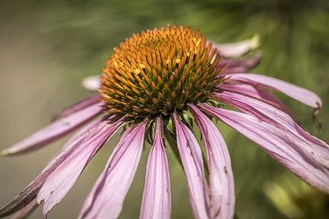 Macro of a purple coneflower. Stock Photos