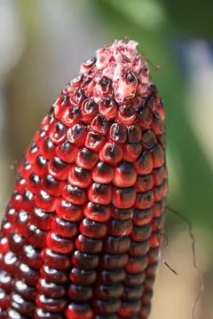 Macro purple corn in garden Stock Photos