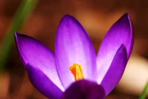 Macro of a purple crocus flower Stock Photos