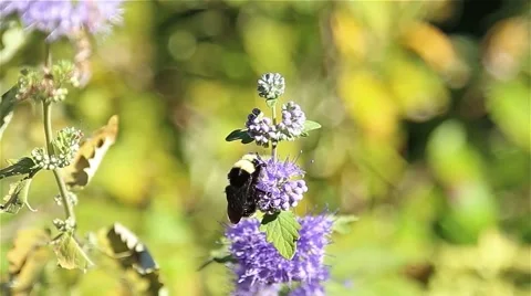 Macro purple flowers and bee Stock Footage 41867221
