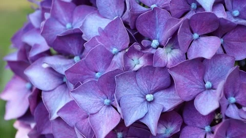 Macro of purple hydrangea flowers in full bloom 動画素材 337392716