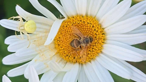 Macro Push-in of Crab Spider Beside Motionless Honey Bee on Daisy Stock Footage 340382275