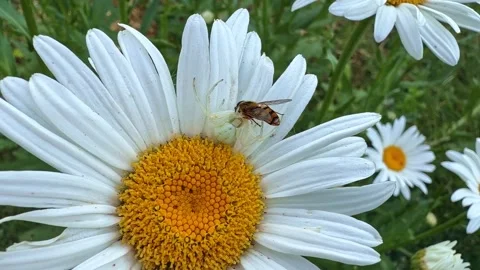 Macro Push In of Crab Spider Feeding on Captured Bee on Daisy Stock Footage 340601797