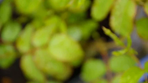 Macro push down past lush green leaves in the rain Stock Footage 106779721