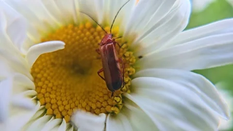 Macro Push In on Red Cardinal Beetle Resting on Oxeye Daisy Stock Footage 340505847