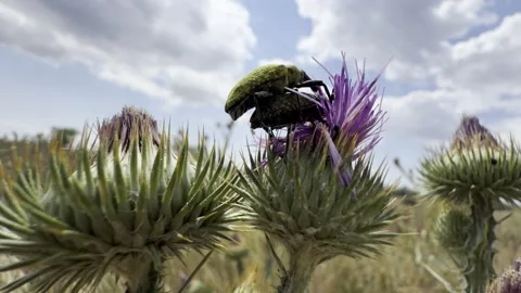 Macro Push In on Weevils Mating on Purple Thistle Flower Stock Footage 340047383