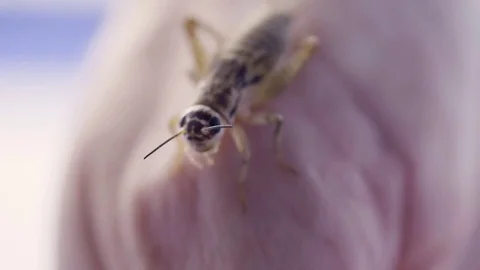 Macro rack focus to cricket onhand facing camera Stock Footage 70173749