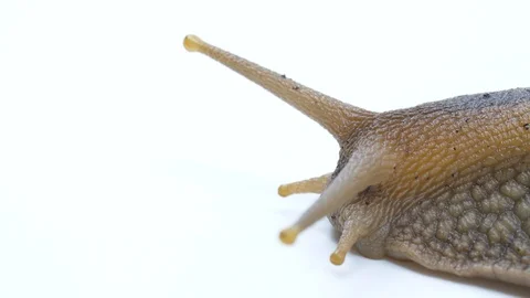 Macro rack focus Giant African Snail head to tip of eye tentacle Stock Footage 91827397