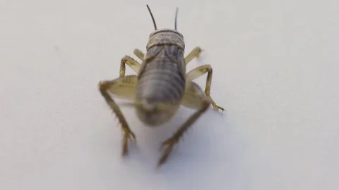 Macro rack focus from head to back of a cricket Stock Footage 70173691