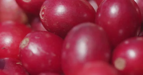 Macro rack focus on red coffee berries hand picked in Guatemala Stock Footage 227482043