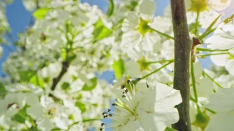 Macro rack focus from single blossom to branch full of blossoms in young tree Stock Footage 128465640