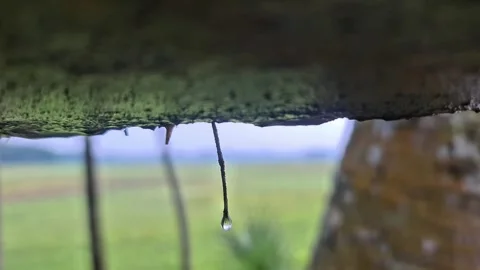 Macro of rain drop dripping from wooden plank after shower Video stock 332499257