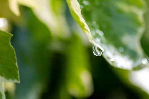 Macro of rain drops on a green maple leaf with sparkling sun after a rainy day Stock Photos