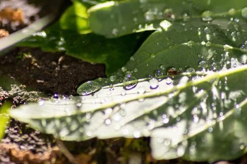 Macro of rain drops on a green maple leaf with sparkling sun after a rainy day 写真素材