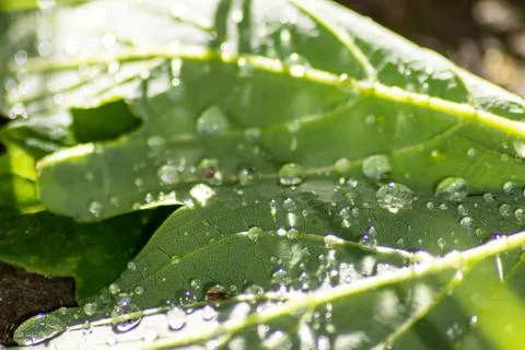 Macro of rain drops on a green maple leaf with sparkling sun after a rainy day Stock Photos