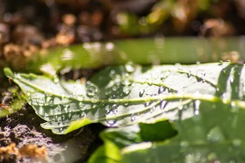 Macro of rain drops on a green maple leaf with sparkling sun after a rainy day Stock Photos