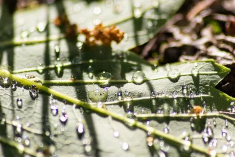Macro of rain drops on a green maple leaf with sparkling sun after a rainy day Stock Photos