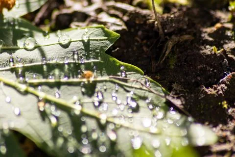 Macro of rain drops on a green maple leaf with sparkling sun after a rainy day 写真素材
