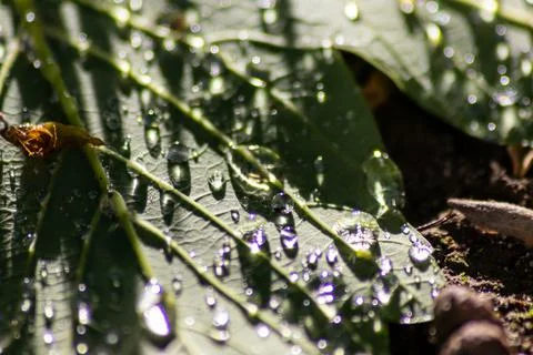 Macro of rain drops on a green maple leaf with sparkling sun after a rainy day Stockfoto's
