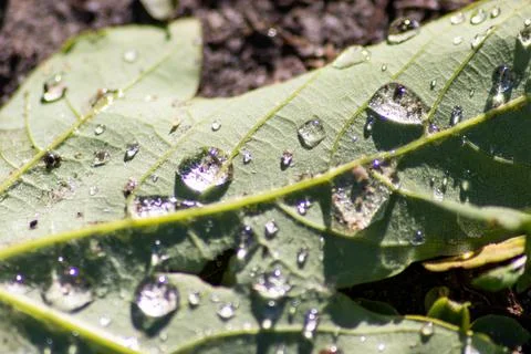 Macro of rain drops on a green maple leaf with sparkling sun after a rainy day Stock Photos