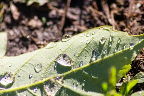 Macro of rain drops on a green maple leaf with sparkling sun after a rainy day 스톡 사진