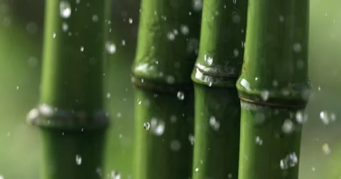 Macro of rain water drops dripping on bio organic green bamboo stems Stock Footage 268435516
