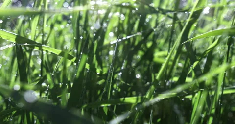 Macro of rain water drops gently watering grass in nature and refreshes it Stock Footage 268221583