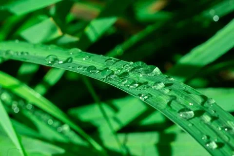 Macro of raindrop. Composition of nature.Green grass Stock-Fotos
