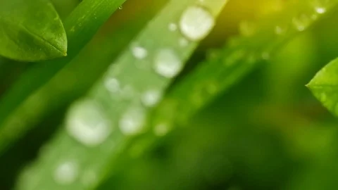 Macro of raindrop.  库存影片 84023799