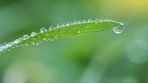 Macro of raindrop. Video stock 84023903