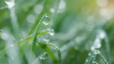 Macro of raindrop.  Vidéo 84023908