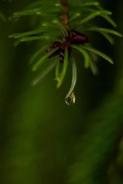 Macro raindrop on a spruce branch Stock Photos