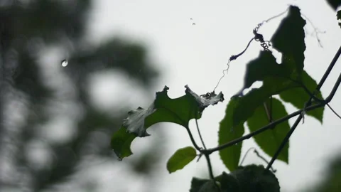 Macro Raindrop on Vine Tendril in Tropical Forest - Shallow Depth of Field Stock Footage 327554618
