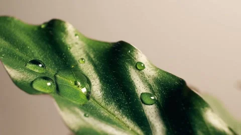 Macro of raindrops falling on green leaves of flowers Stock Footage 116044610