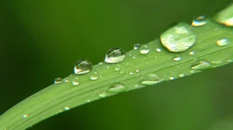 Macro of Raindrops on Foliage Vidéo 23735242