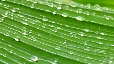 Macro Raindrops on Fresh Green Leaf After Rain 4K Stock Footage 329076538