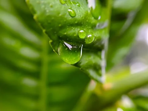 Macro raindrops on the green leaf of a lemon stem, shot after an afternoon ra Stock Photos