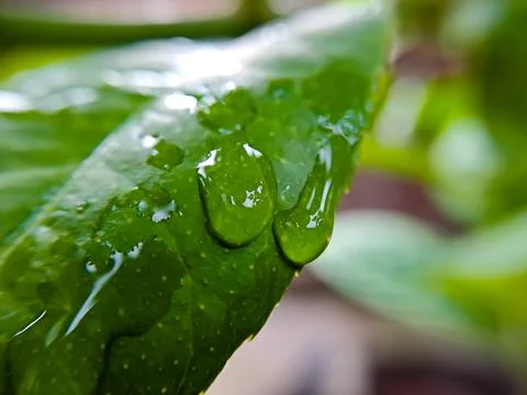 Macro raindrops on the green leaf of a lemon stem, shot after an afternoon ra Stock Photos