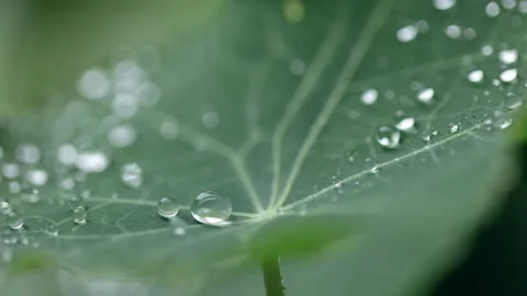 Macro Raindrops on Nasturtium Leaf Stock Footage 241536725