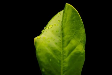 Macro raindrops Stock Photos
