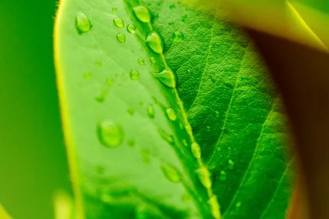 Macro raindrops Stock Photos