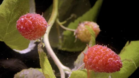 Macro raspberries on stems with shallow depth of field and soft directional ligh Stock Footage 339857807